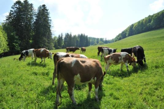 Sömmerungsbetrieb Stierenberg