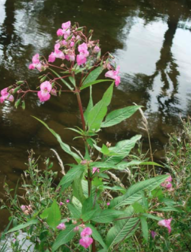 Drüsiges Springkraut