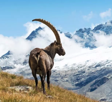 Merkblatt Tierschutz in den Ferien