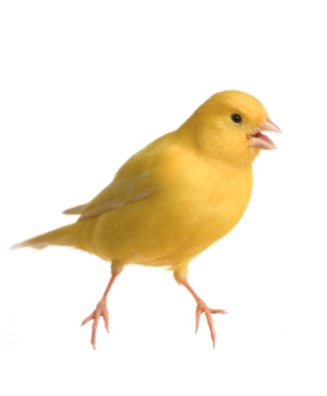 Merkblatt Kanarienvögel
