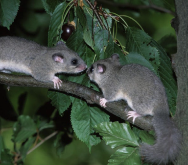 Merkblatt Siebenschläfer